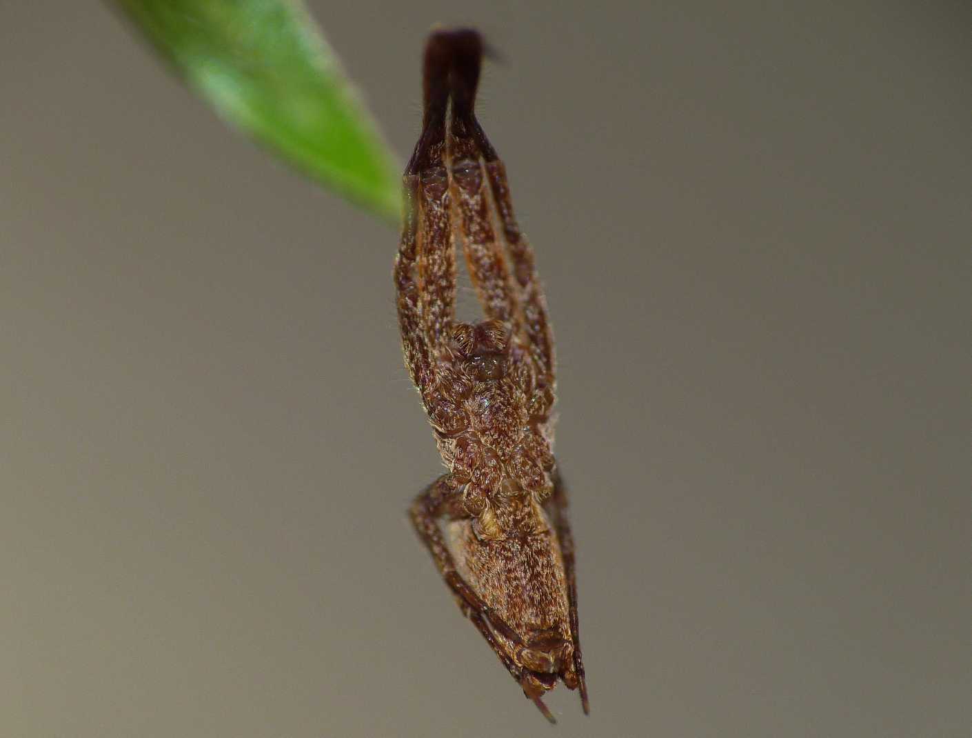 Coppia di Uloborus plumipes